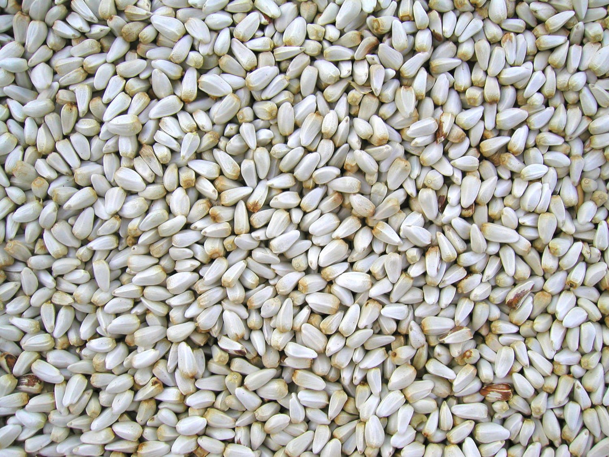 Cole's® SA05 Safflower Bird Food, 5 Lb
